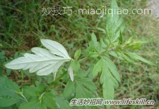 艾草的小妙用 