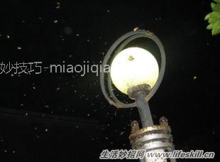夏夜里灯下的小飞虫怎么清理？ 