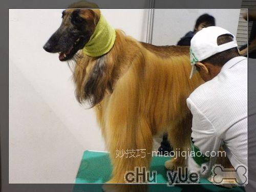 养狗前的八步走