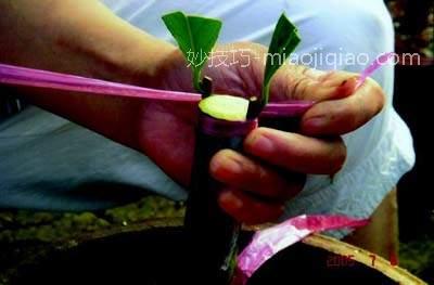 茶花