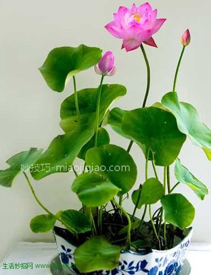 怎样无土栽培荷花？ 