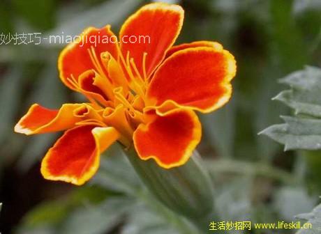 怎样栽培孔雀草？ 