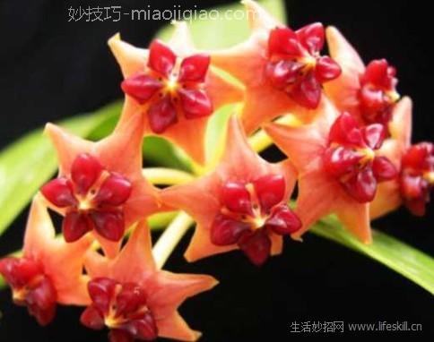 球兰养护要点 