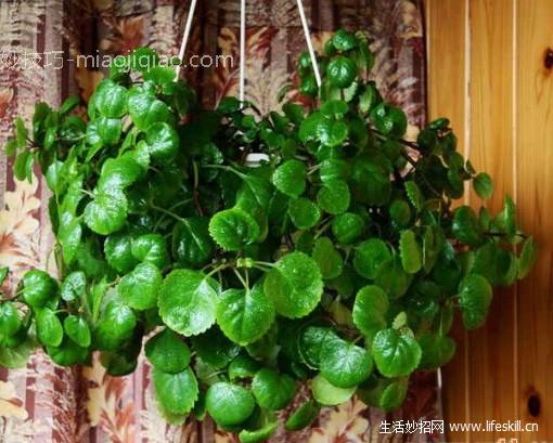 吊金钱的养护要点 