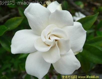 栀子花叶子黄了怎么办？ 
