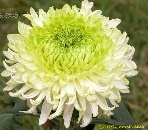 菊花的资料 