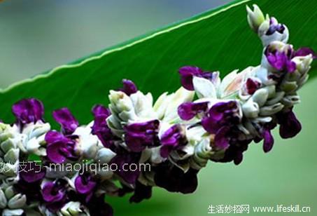 再力花的栽培方法 