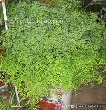 家庭盆栽观叶植物你认识几个？