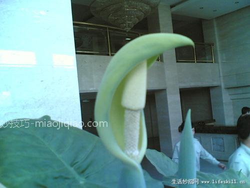 家庭盆栽观叶植物你认识几个？