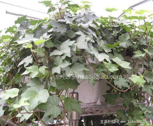 家庭盆栽观叶植物你认识几个？