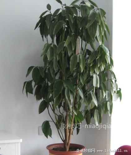 家庭盆栽观叶植物你认识几个？
