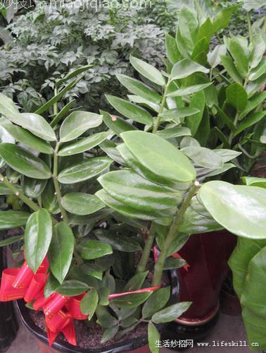 家庭盆栽观叶植物你认识几个？