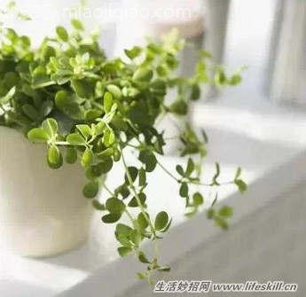 家中绿色植物的死亡原因 