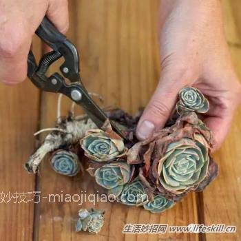 秋天凉了，多肉植物怎么养？