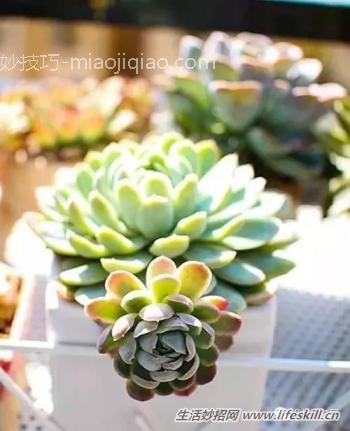 秋天凉了，多肉植物怎么养？