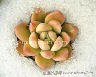 多肉植物冻伤怎么办？ 