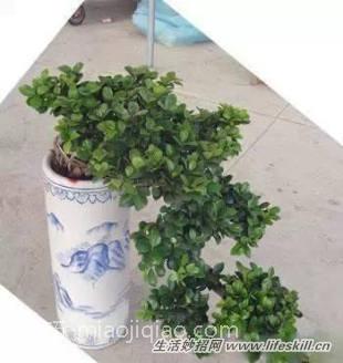 家中常见花卉的浇水方法，别再浇死了！