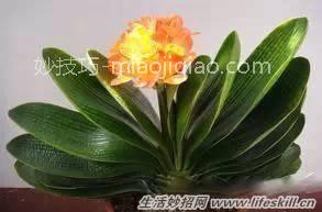 家中常见花卉的浇水方法，别再浇死了！
