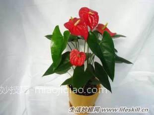 家中常见花卉的浇水方法，别再浇死了！