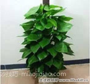 家中常见花卉的浇水方法，别再浇死了！