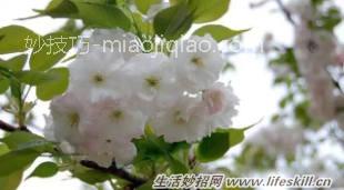 家中常见花卉的浇水方法，别再浇死了！