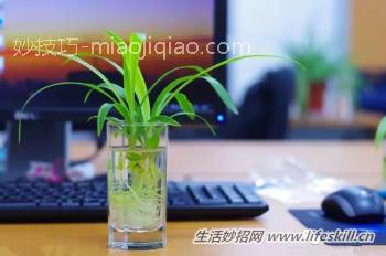 水培吊兰养护小知识 