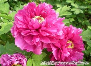 牡丹花的种子如何种植？ 