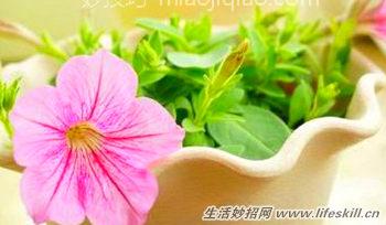 什么花适合养在卧室里？ 