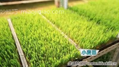用纸在阳台上种菜 