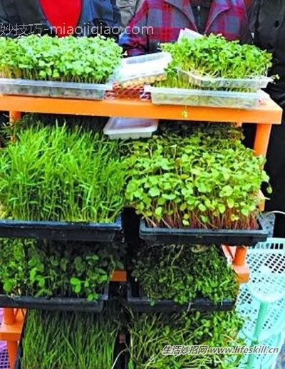 用纸在阳台上种菜