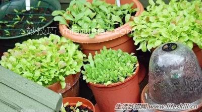 用纸在阳台上种菜