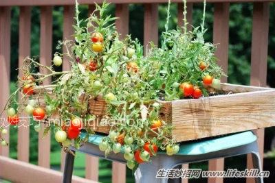 用纸在阳台上种菜