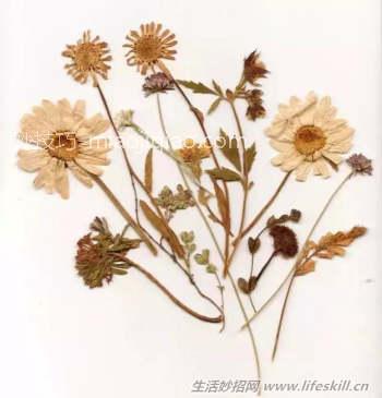 制作干花的6种小方法