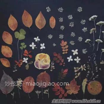 制作干花的6种小方法