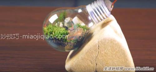 巧用废灯泡制作漂亮的盆栽