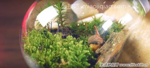 巧用废灯泡制作漂亮的盆栽