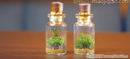 巧用废灯泡制作漂亮的盆栽